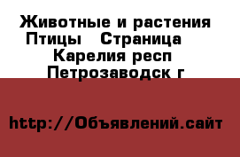 Животные и растения Птицы - Страница 2 . Карелия респ.,Петрозаводск г.